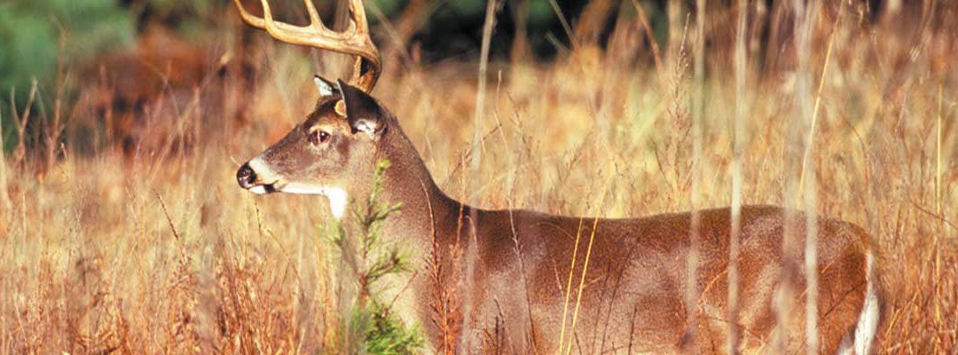 What is a Safe Way to Unload a Muzzleloader: Expert Tips