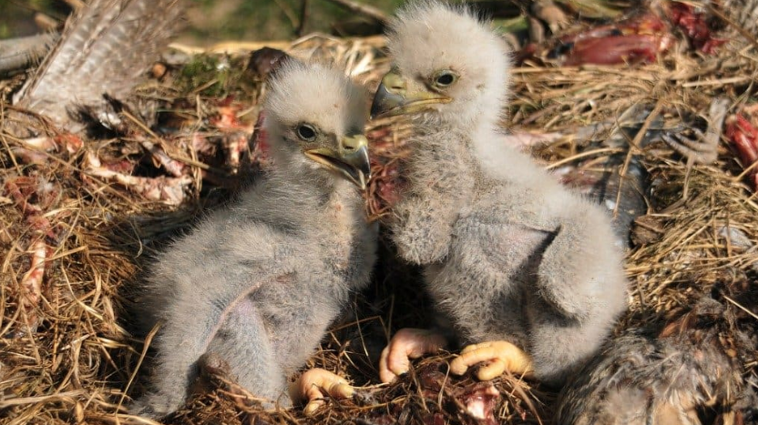 What is a Baby Eagle Called: Discover the Term!